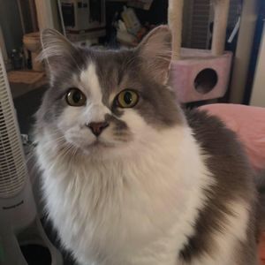 Meet your Posher, Nell